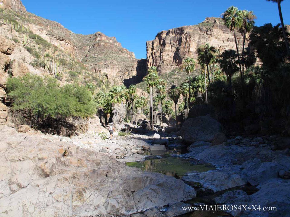 Arroyo con piedras rodeado de palmeras en el fondo de un cañón